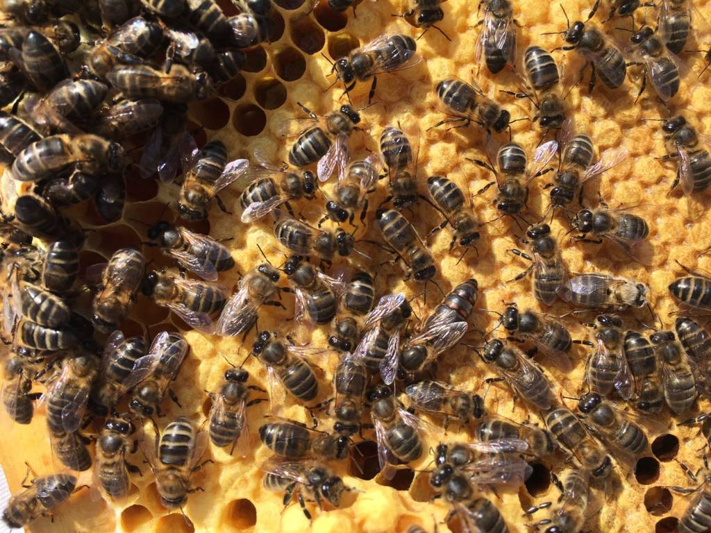 La abeja reina se mueve sobre el panal rodeada de abejas obreras