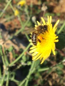 una abeja posada sobre una flor succionando néctar