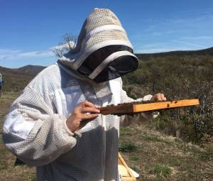 Un apicultor sujetando un cuadro de la colmena